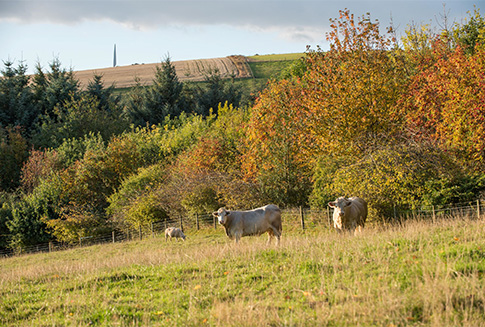 Knockbain_Farm_-_Autumn_2018-6-thumb.jpg