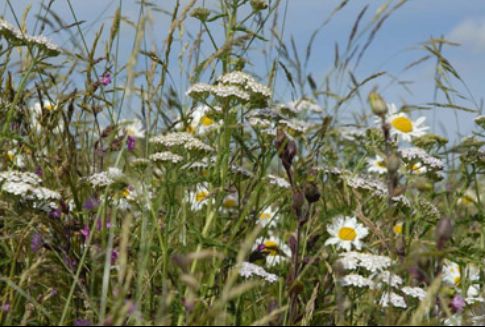 meadow-thumbnail.jpg